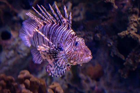 Lion fish Stock Photos