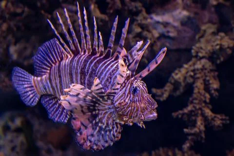 Lion fish Stock Photos