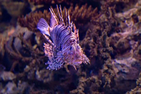 Lion fish Stock Photos