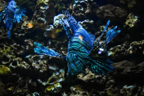 LION FISH Stock Photos