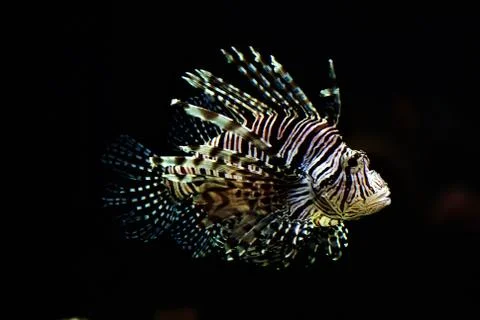 Lion fish Foto stock