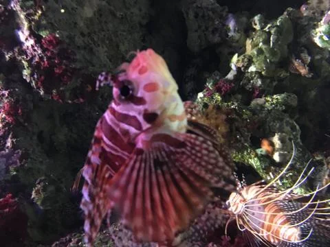 Lion Fish Stock Photos