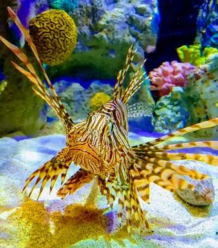 Lion FIsh Stock Photos