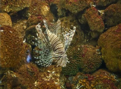 Lion fish Stock Photos