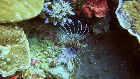Lion Fish Stock Photos