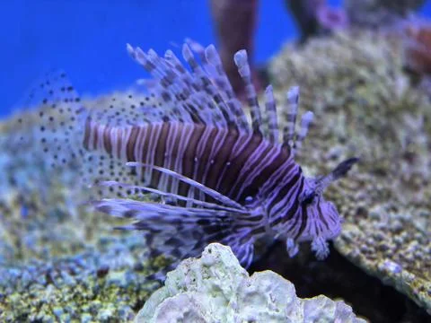Lion fish Stock Photos