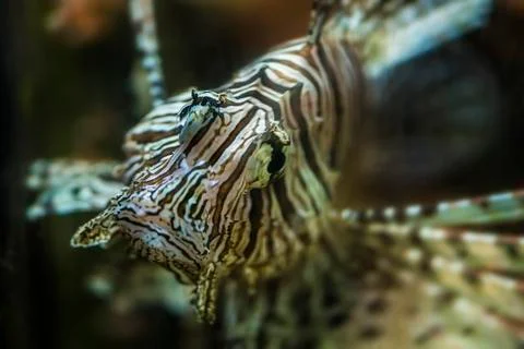Lion fish - pterois Stock Photos