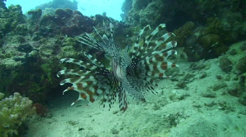 Lion fish - rear view Stock Footage 841703