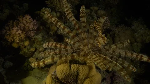 Lion fish, Red Sea, Egypt Stock Footage 104708017
