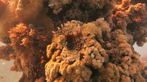 Lion fish at the reef Stockbeeldmateriaal 22639472