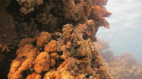Lion fish at the reef Stock Footage 22639479