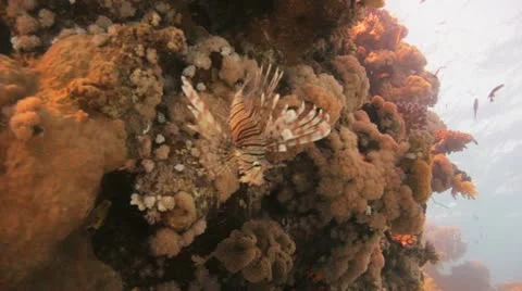 Lion fish at the reef 库存影片 22639485