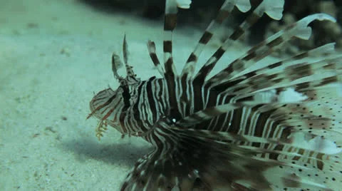 Lion fish at the sea bed Stock Footage 22737015