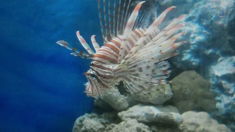 Lion Fish in the Sea Stock Footage 83511189