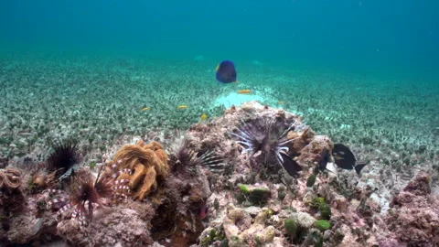 Lion fish sequence corail 2 Video stock 236053090