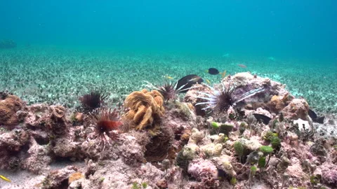 Lion fish sequence corail 3 Video stock 236053022