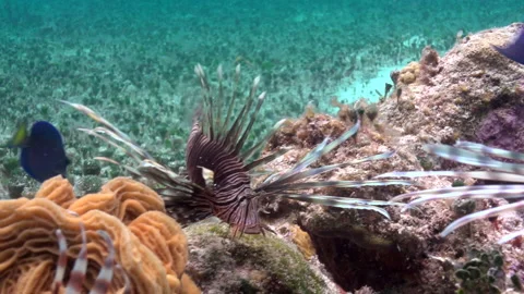 Lion fish sequence corail Video stock 236053193