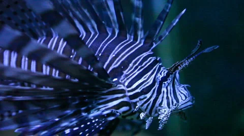 Lion fish side view Video stock 3790775