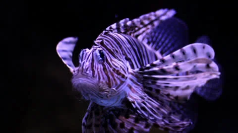 Lion Fish Slow Motion Stock Footage 22951136
