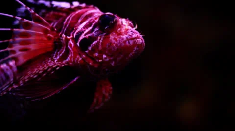 Lion Fish Slow Motion Stock Footage 23043267