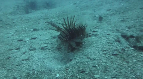 Lion fish swimming 動画素材 33073586
