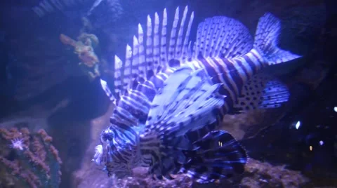 Lion fish swimming Stock Footage 63350779