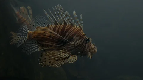 Lion fish swims Stock Footage 105427488