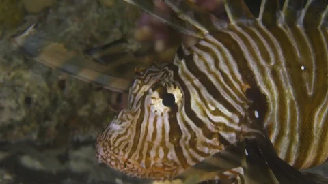 Lion fish turns his head and exits crossing with the tail, Red sea, Egypt Stock Footage 105287079