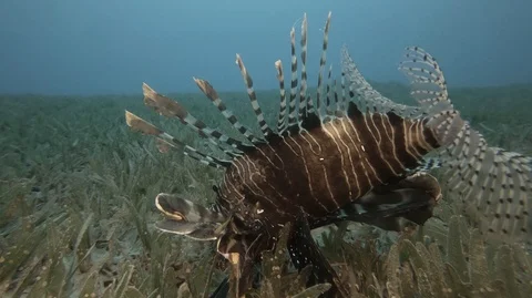 Lion fish underwater in deep Red sea Stock-Footage 119419831