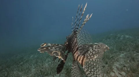 Lion fish underwater in deep Red sea Stock-Footage 119423289