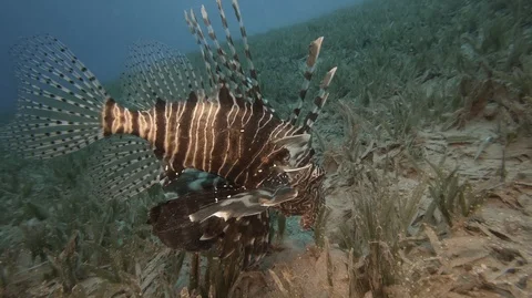Lion fish underwater in deep Red sea Stock-Footage 119423705