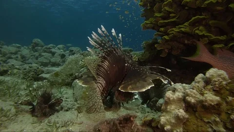 Lion fish Underwater in the deep of red sea in wildlife Video stock 143648039