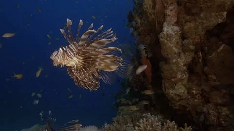 Lion fish Underwater in the deep of red sea in wildlife Stock-Footage 143734650