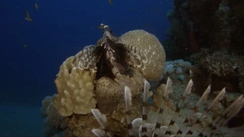 Lion fish Underwater in the deep of red sea in wildlife Stock Footage 143734703