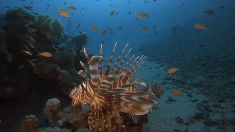Lion fish Underwater in the deep of red sea in wildlife Video stock 143737834