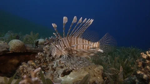 Lion fish Underwater in the deep of red sea in wildlife Stock-Footage 143737888