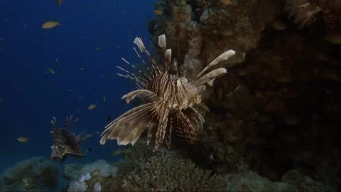 Lion fish Underwater in the deep of red sea in wildlife Stock Footage 143741289