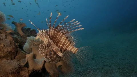 Lion fish Underwater in the deep of red sea in wildlife Stock-Footage 144102385