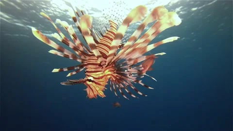 Lion fish Underwater in the deep of red sea in wildlife Video stock 146528758