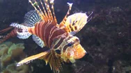 Lion Fish Underwater Stock Footage