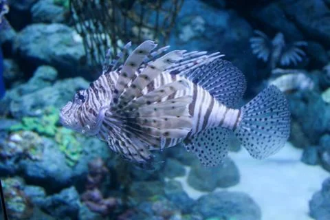 Lion fish,aquarium fish Stock Photos