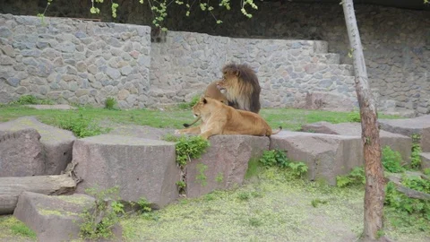 The lion flirts to the lioness Stock Footage 88175699
