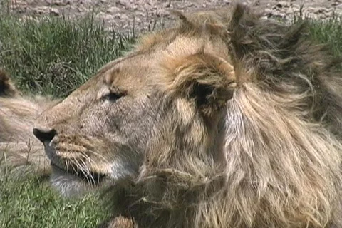 Lion Stock Footage 125719