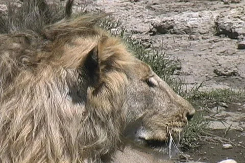 Lion Stock Footage 125723