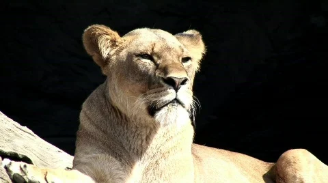 Lion  Stock Footage 631728