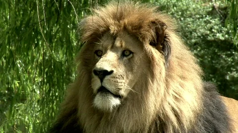 Lion Stock Footage 631768