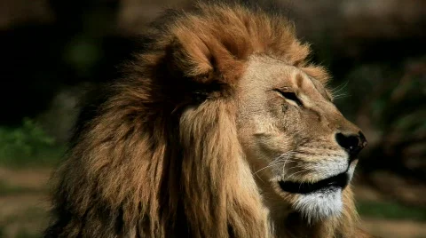 Lion Stock Footage 699153