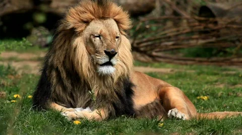Lion Stock Footage