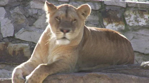 Lion Stock Footage 715651