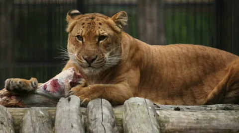 Lion Stock Footage 826823